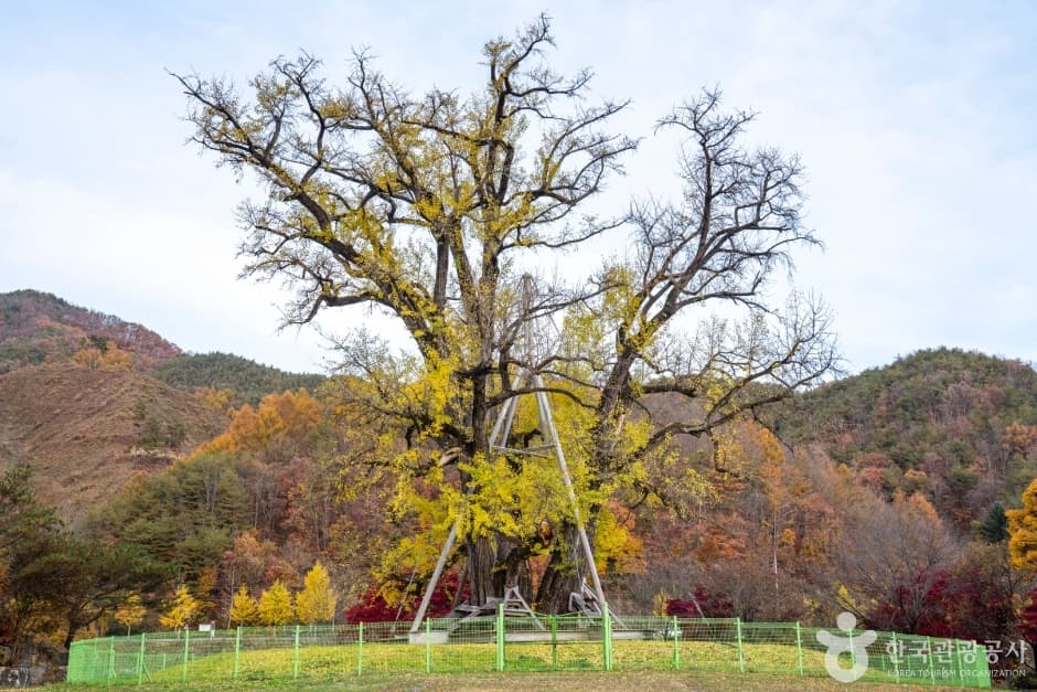 안동 용계리 은행나무