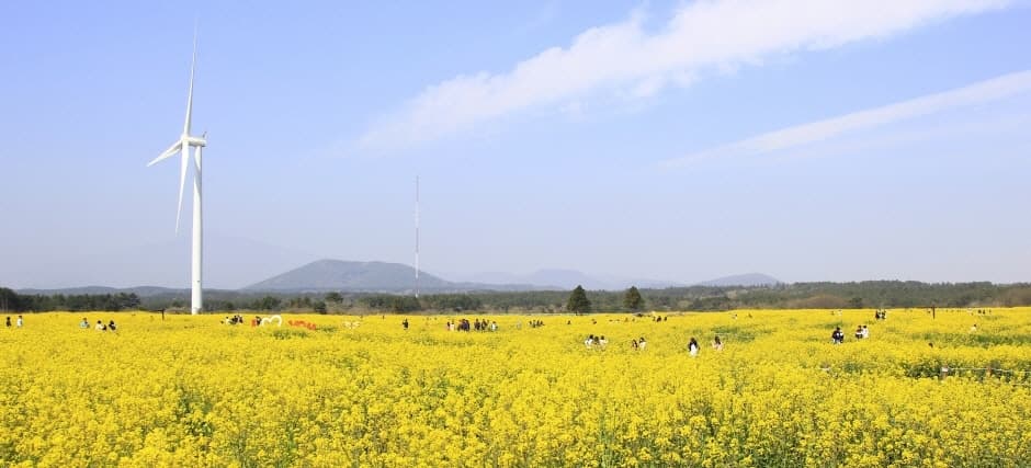 2023 서귀포유채꽃축제 (1)