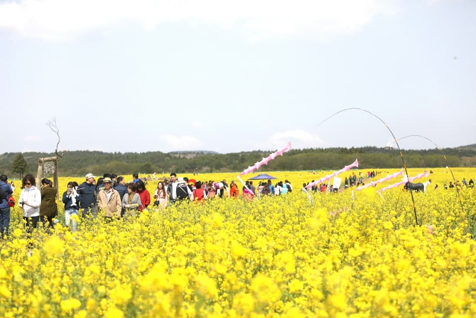 2023 서귀포유채꽃축제 (4)