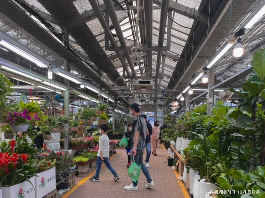 서울_양재꽃시장 (5)